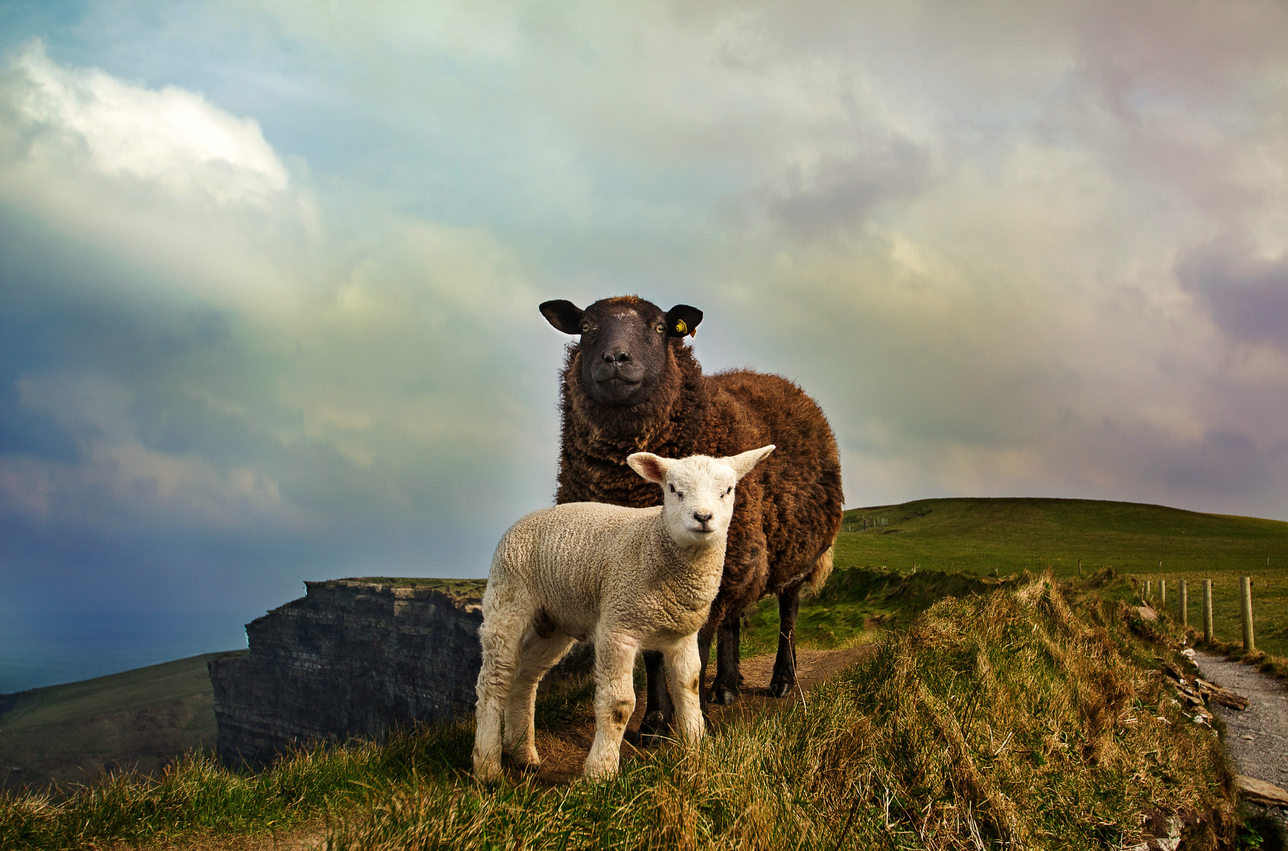 young and adult sheep standing on mountain